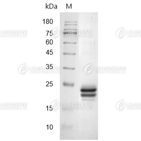 SDS-PAGE analysis of recombinant Mouse IFN Alpha 1a.