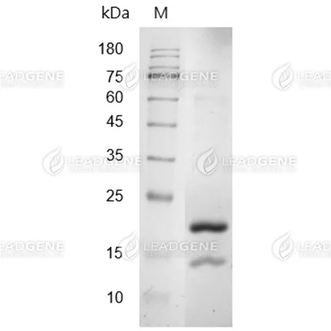 SDS-PAGE analysis of recombinant Human IFN Alpha 1a.