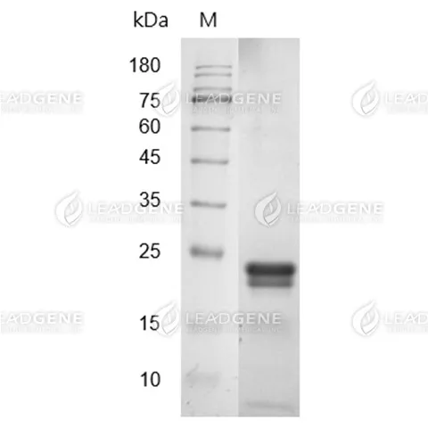 SDS-PAGE analysis of recombinant Mouse IL-2.