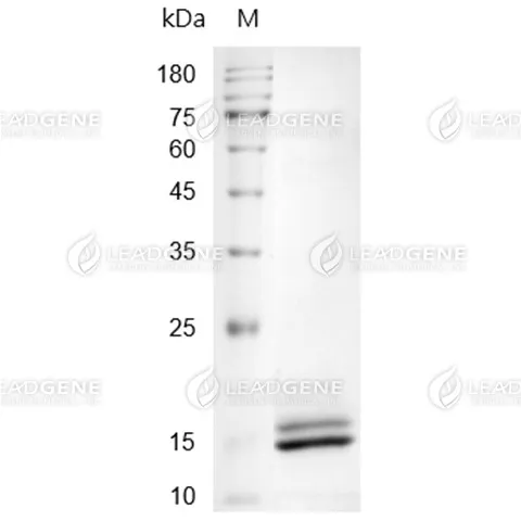 SDS-PAGE analysis of recombinant Human IL-2.