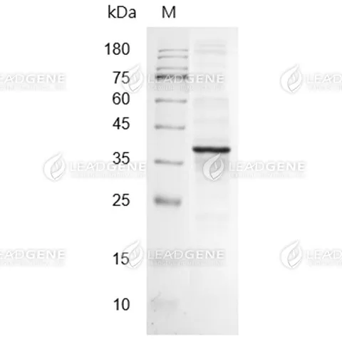 Human NKp46, His-Avi Tag, CHO