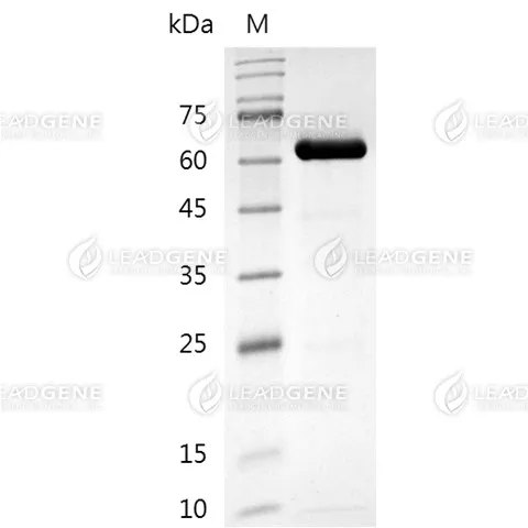 SDS-PAGE analysis of recombinant human fibronectin protein.