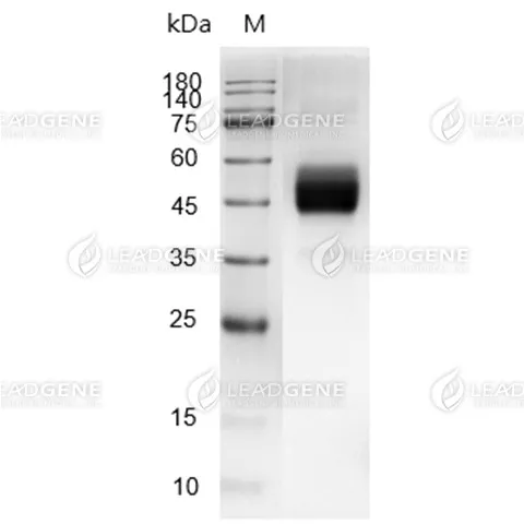 Human IL-15, Fc Tag, CHO