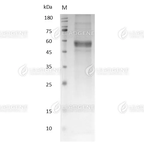 Human MMP-3, His-Avi Tag, HEK293