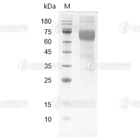 Human CD19, Fc Tag, CHO