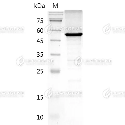 SDS-PAGE analysis of recombinant human vitronectin protein.