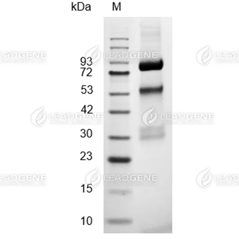 SDS-PAGE analysis of recombinant Human HGF.