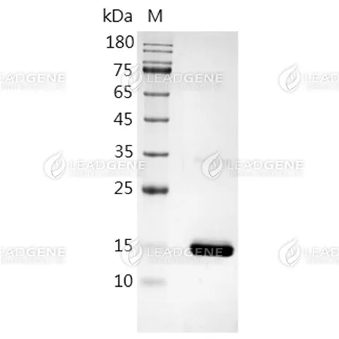 SDS-PAGE analysis of recombinant Human TNF alpha.