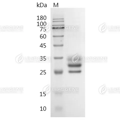 Human Flt-3 Ligand, His-Avi Tag, CHO