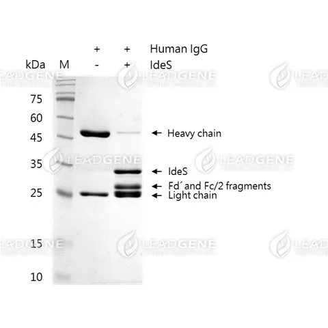 IdeS Protease
