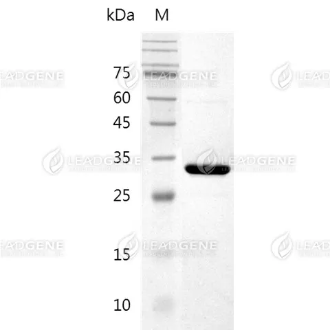 SDS-PAGE analysis of IdeS Protease.
