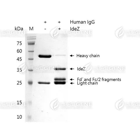 IdeZ Protease