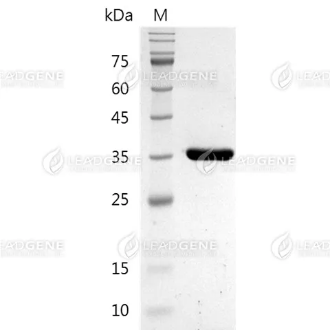 SDS-PAGE analysis of IdeZ Protease.