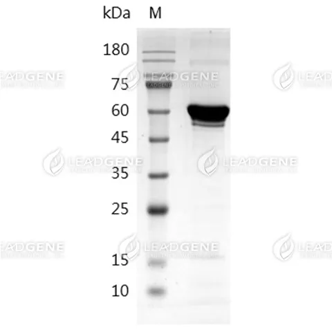 Influenza B (B/Beijing/184/93) Nucleocapsid Protein, His Tag, E. coli