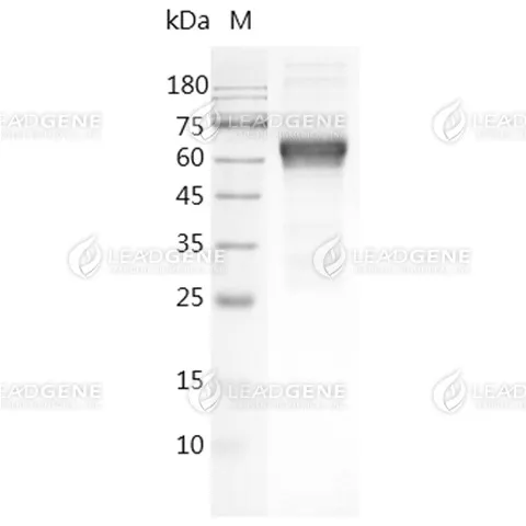 SDS-PAGE analysis of recombinant Human R-Spondin 1 protein.