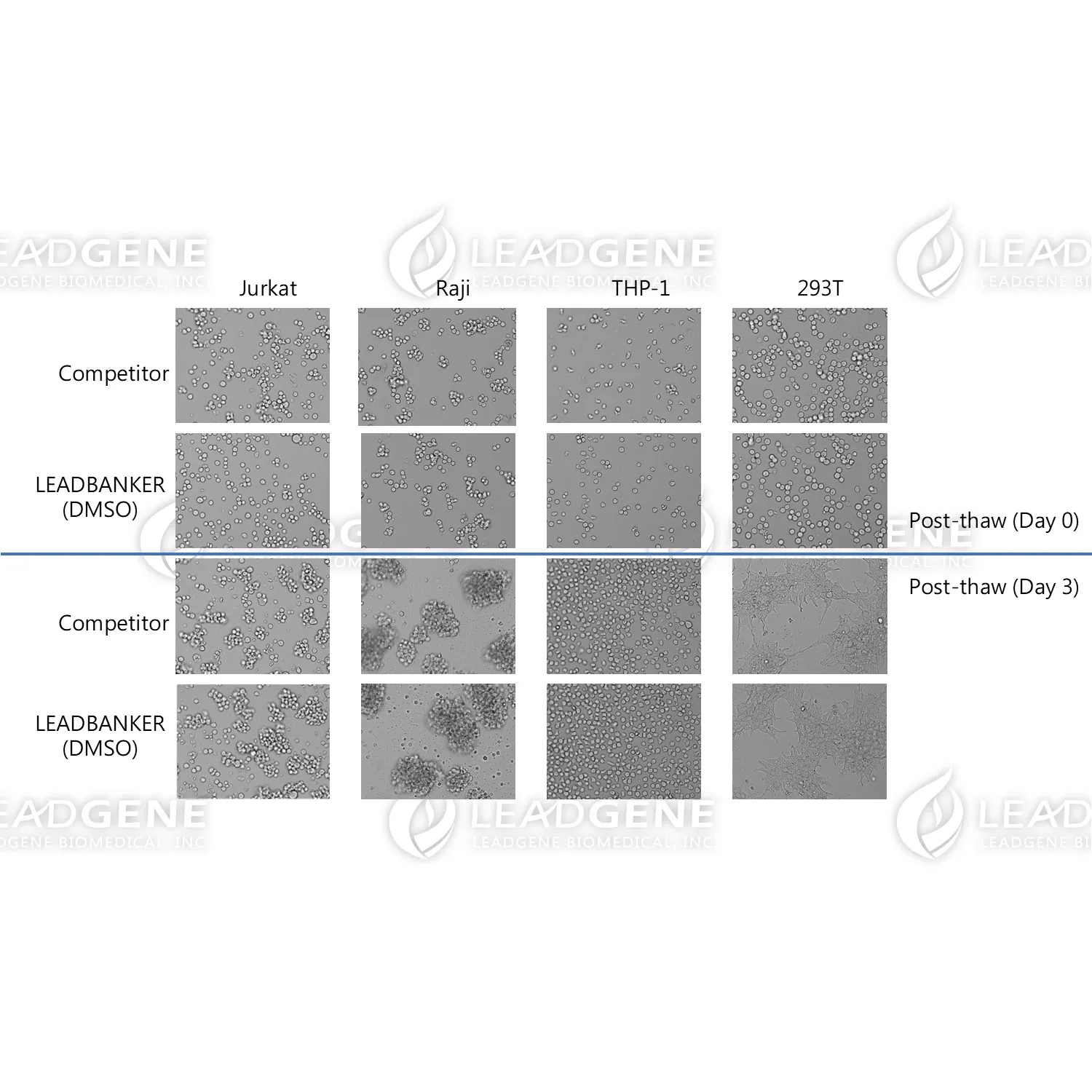 Post-thaw morphology of cells cryopreserved with LEADBANKER™ (DMSO) or a competitor medium at Day 0 and Day 3.