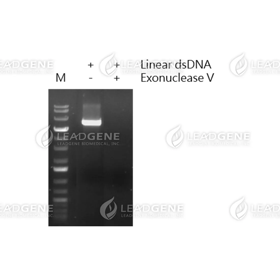 Exonuclease V (RecBCD)