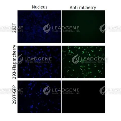 Anti-mCherry Antibody [Clone 45-5]