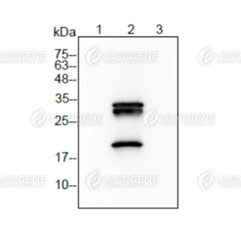 Western blotting analysis of anti-mCherry mAb (1:2000) Lane 1: 293T cell lysate Lane 2: 293T-Flag mCherry cell lysate Lane 3: GFP fusion protein Lysate/protein at 6 μg per lane