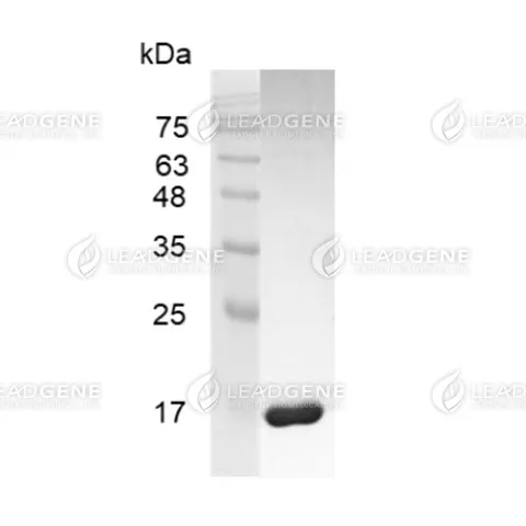 SDS-PAGE analysis of LeadGMP® IL-1 beta, Human