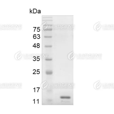 SDS-PAGE analysis of LeadGMP® IL-2, Human