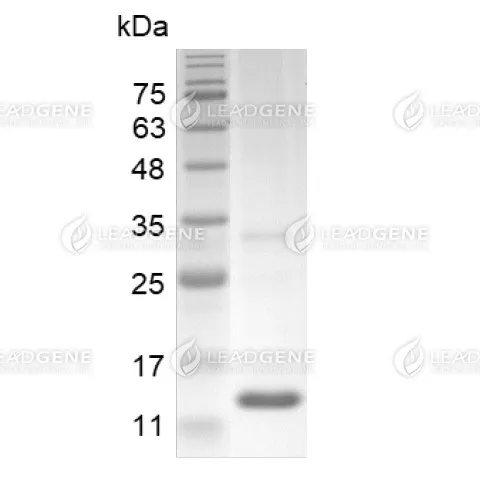 LeadGMP® Human IL-3 Protein, His Tag, E. coli