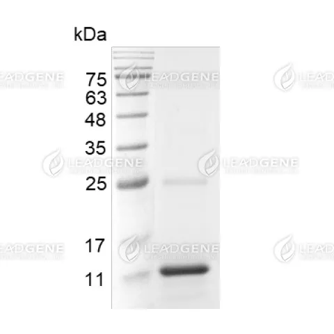 LeadGMP® Human IL-4 Protein, His Tag, E. coli