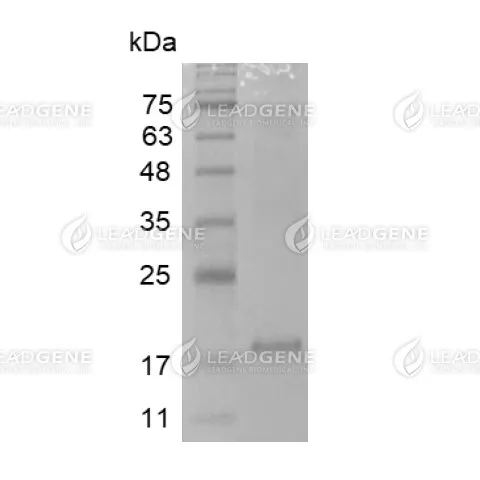 SDS-PAGE analysis of LeadGMP® IL-7, Human