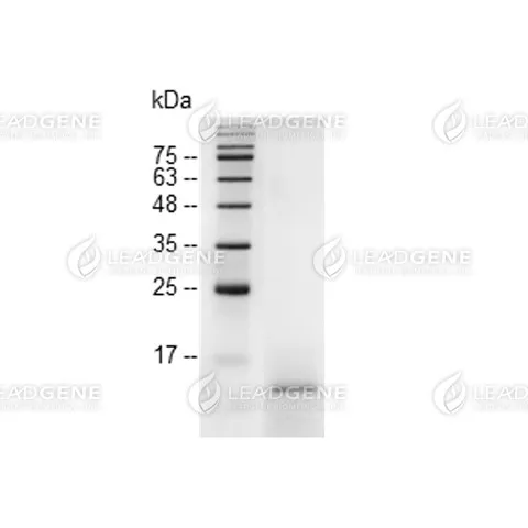 SDS-PAGE analysis of LeadGMP® IL-15, Human