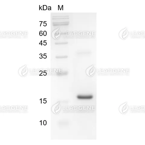 SDS-PAGE analysis of LeadGMP® IL-21, Human