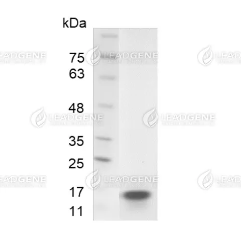 LeadGMP® Human GM-CSF Protein, His Tag, E. coli