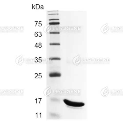 SDS-PAGE analysis of LeadGMP® IFN gamma, Human