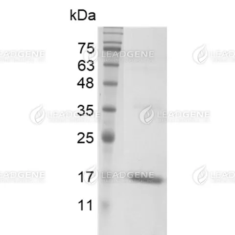 LeadGMP® Human TNF Alpha Protein, His Tag, E. coli