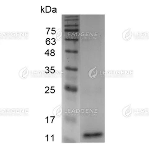 LeadGMP® Human TGF Beta 1 Protein, His Tag, E. coli