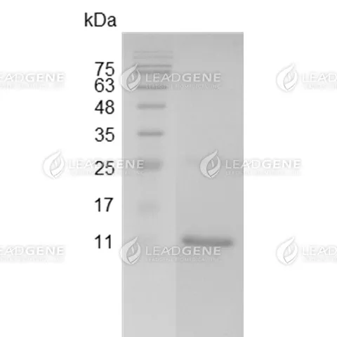 LeadGMP® Human Activin A Protein, His Tag, E. coli