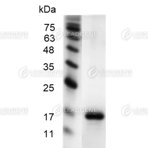 LeadGMP® Human FGF-2 (aa 135-288) Protein, His Tag, E. coli