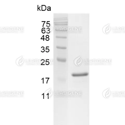 LeadGMP® Human Flt-3 Ligand Protein, His Tag, E. coli