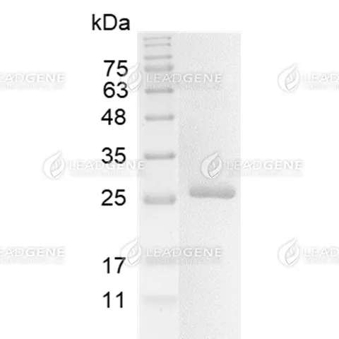 LeadGMP® Human Noggin Protein, His Tag, E. coli