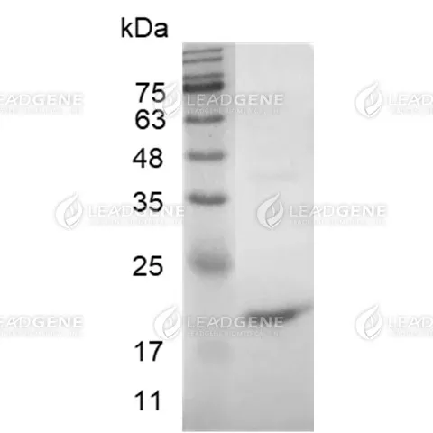 LeadGMP® Human SCF Protein, His Tag, E. coli