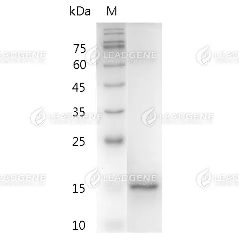 Human IL-1 Alpha, His Tag, E. coli