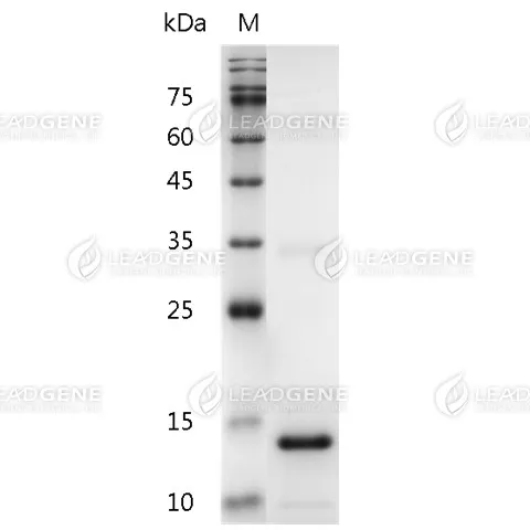 Human IL-3, His Tag, E. coli