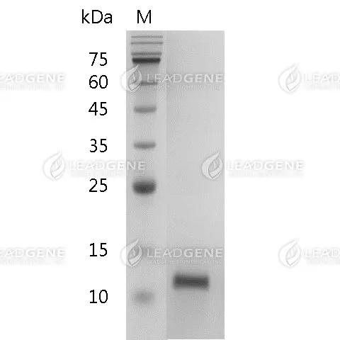 Human IL-4, His Tag, E. coli