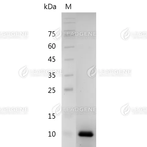 Human IL-8 (aa 28-99), His Tag, E. coli