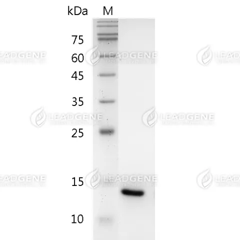 Human IL-22, His Tag, E. coli