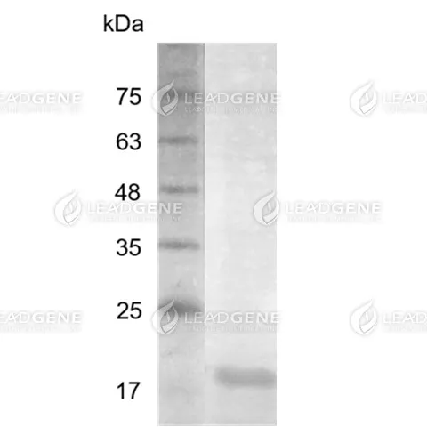 Human IL-23 (p19), His Tag, E. coli
