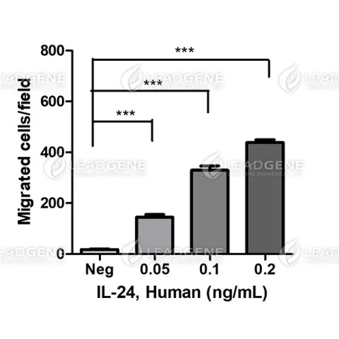Human IL-24, His Tag, E. coli