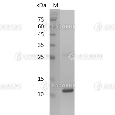 SDS-PAGE analysis of recombinant human TGF beta 1.