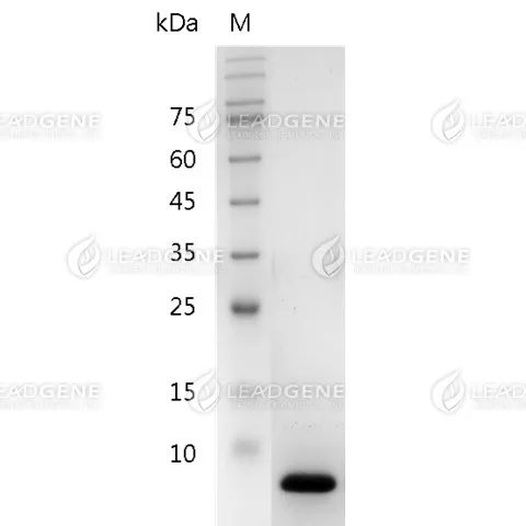 Human CXCL12 (aa 24-88), His Tag, E. coli