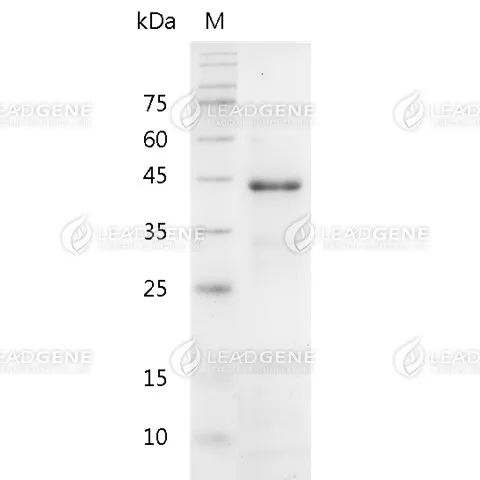 Human PGA5, His Tag, E. coli