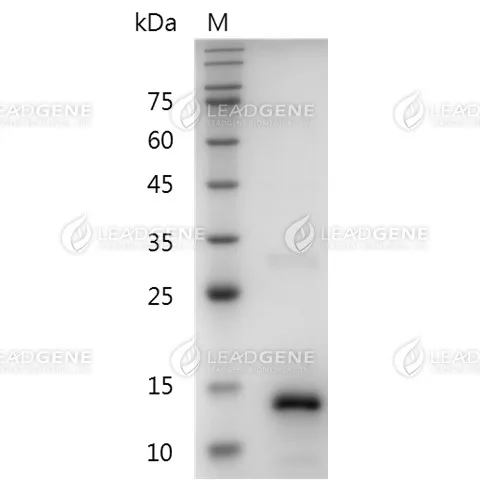 SDS-PAGE analysis of recombinant human Activin A.